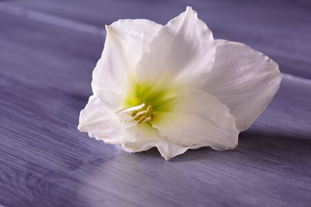 Closeup of white amaryllis flower on purple tableの写真素材