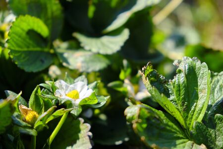 Flowers and leaves of strawberry selective focusの写真素材