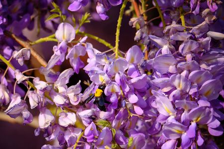 Bumblebee gathers a nectar from flowers of Wisteria sinensis or Chinese wisteria.の写真素材