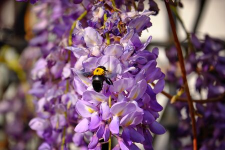 Bumblebee gathers a nectar from flowers of Wisteria sinensis or Chinese wisteria.の写真素材