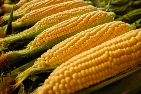 row of a corn on the cobの写真素材