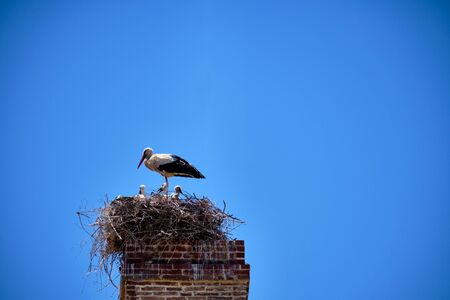 Stork and nestlings in the nest on the chimney top. Peaceful life, happy family and parenthood concept with copy space.の写真素材