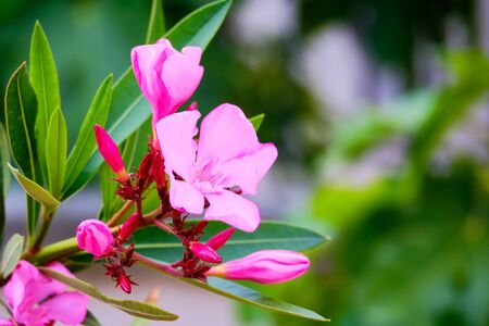 Flower of Nerium Oleander with floral background copy space.の写真素材