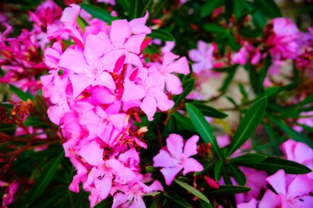 Pink flowers and leaves of Nerium Oleander.