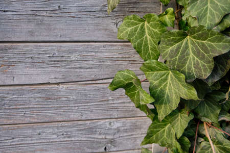 Leaves of green ivy and weathered wooden background or texture concept with copy space.の写真素材