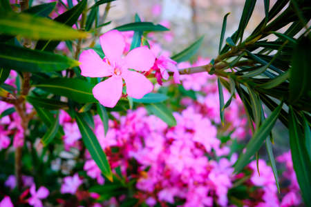 Pink flowers and leaves of Nerium Oleander.の写真素材