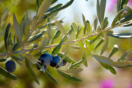 Ripe olives hang on the branches of an olive tree.の写真素材
