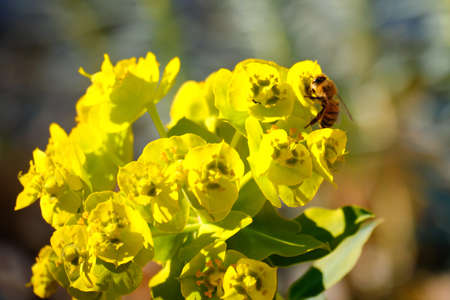 Close up of honey bee gathering nectar from yellow euphorbia nicaeensis flowers. Selective focus
