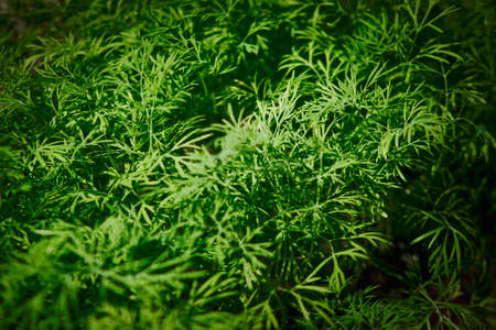 Seasonal greenery grows at balcony flowerpotsの写真素材