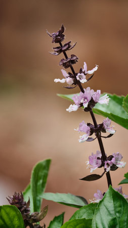 inflorescences of blossoming great basil Ocimum basilicumの写真素材