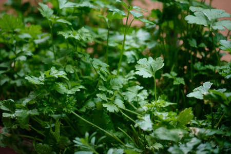 Parsley grows at balcony flowerpotsの写真素材