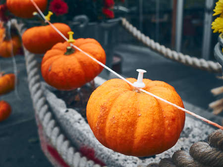 Tiny orange pumpkins on the streetの写真素材