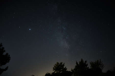 Starry night sky above trees