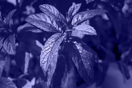 Monochrome mint leaves toned in 2022 color trend