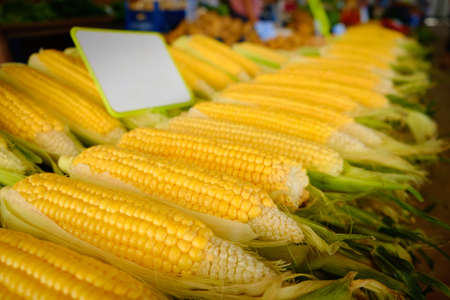 Rows of corn on a cobの写真素材