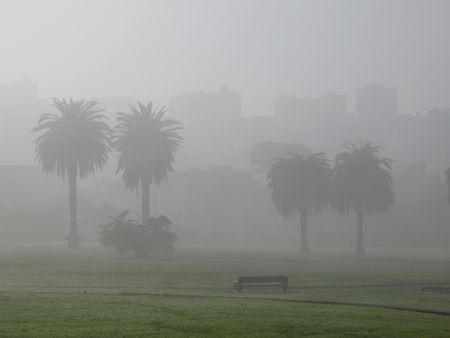 Palm trees in a San Francisco fog.の写真素材