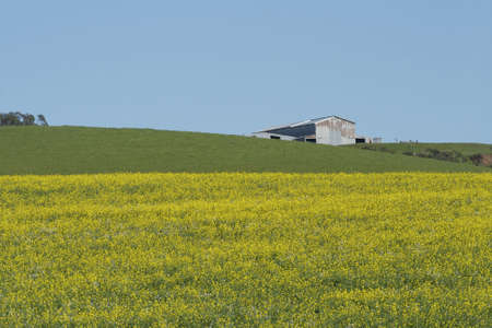Barn in a field of mustard.の写真素材