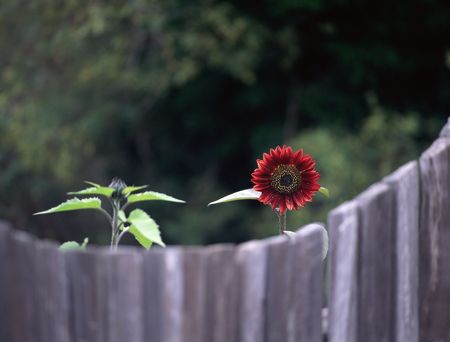 Red sunflower.の写真素材