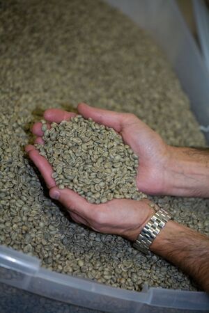 hands holding raw unroasted coffee beans