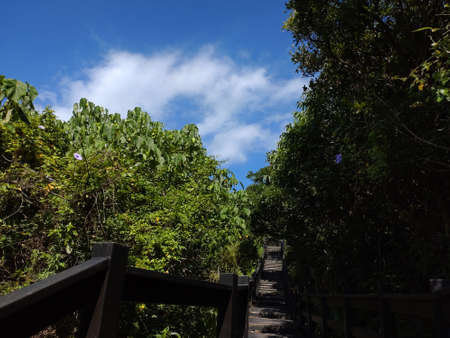 The view of the trail in the forest