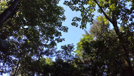 The view of the forest with blue sky in Sandiaoling in New Taipei City in Taiwan