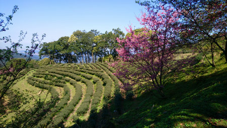 tea garden in Doi Angkhang, Chiang Mai, Thailandの写真素材