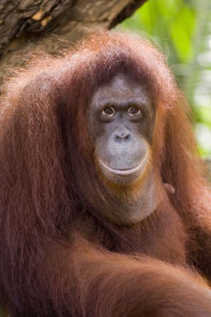 A close up portrait of the king of the primates, the Orang Utanの写真素材