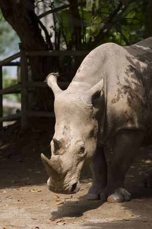 A magnificent rhinocerosの写真素材