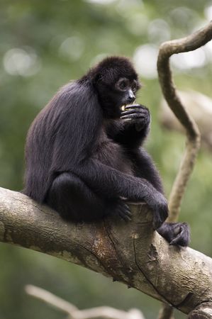 A black-haired gibbon eats a piece of fruitの写真素材