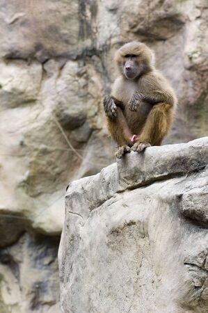 A Hamadryas baboon is wet after swimmingの写真素材