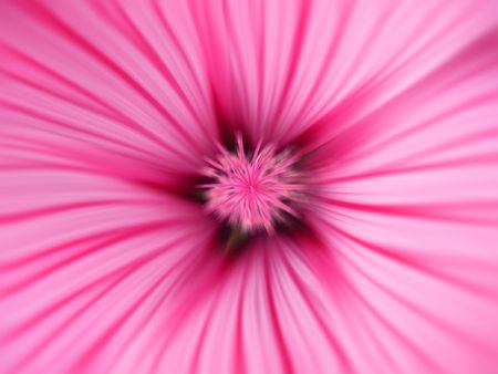 a close-up shot of a pink pansyの写真素材