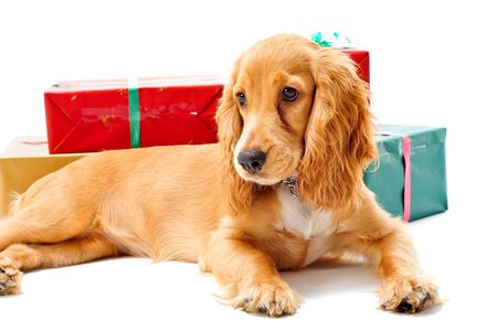 A cute puppy sitting with some wrapped gifts