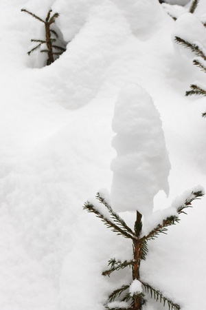 fir branches covered with snow and frost on the background of new snowの写真素材