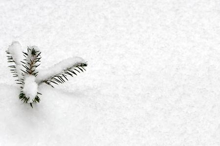 fir branches covered with snow and frost on the background of new snowの写真素材