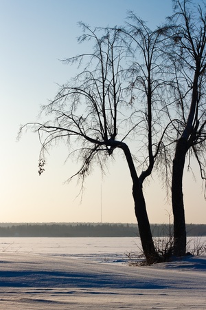 winter landscape with a lone tree near the pondの写真素材