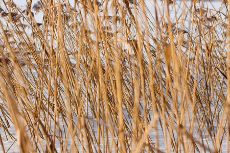 background of the winter dry sedgeの写真素材
