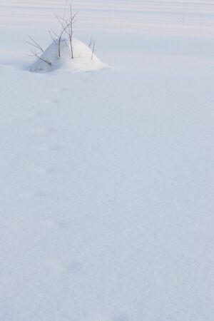 snow mound with twigs and footprints on winter pondの写真素材