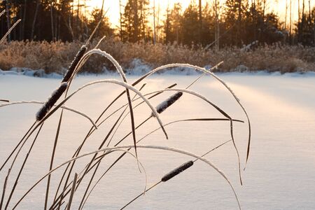 cane, frosted in the sunset on the background of trees and sedgesの写真素材