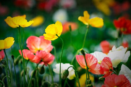 Flowers in Birmingham Botanical garden in Alabama USAの写真素材