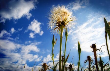 Dandelion shot at low angle with beautiful sky behind it.の写真素材