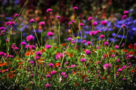 Beautiful flower garden in park in Denver Colorado.の写真素材