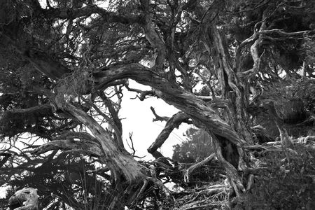 Paperbarks at Bremer Bay in Black & Whiteの写真素材