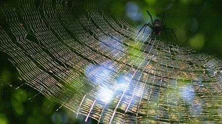 Spider web in the rain forest near Cairns