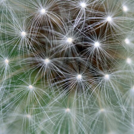 Closeup of a dandelion puff ball の写真素材