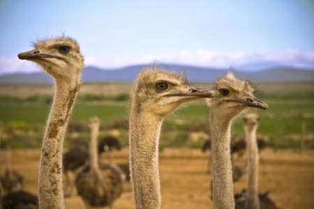 Ostrichs in the Karoo desert on the farm with a mountain range and blue sky backgroundの写真素材