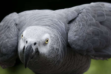 African Grey Parrot peering inquisitively down the barrel of my lense.の写真素材