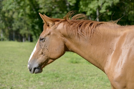 horse in a meadowの写真素材