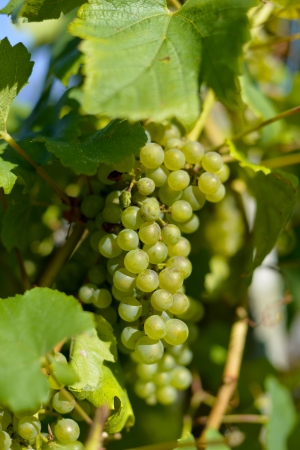 green grapeの写真素材