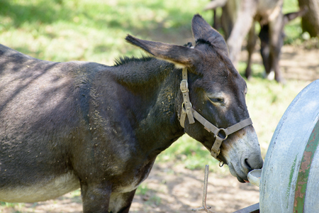 a little donkey in a green meadowの写真素材