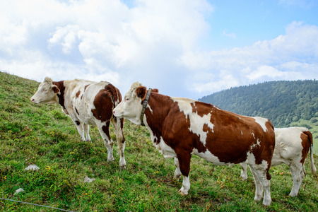 white and brown cows in the mountain pasturesの写真素材